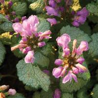 Lamium maculatum Red Nancy