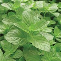 Mentha spicata Spearmint