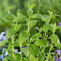 Mentha piperita Strawberry