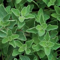 Origanum vulgare Greek