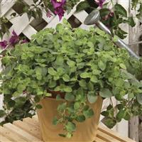 Origanum vulgare Hot and Spicy