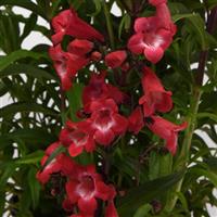 Penstemon Cherry Sparks