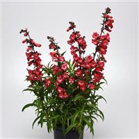 Penstemon Cherry Sparks