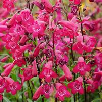 Penstemon MissionBells™ Deep Rose