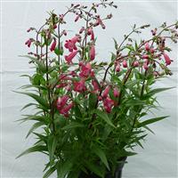 Penstemon MissionBells™ Deep Rose