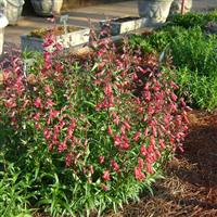 Penstemon MissionBells™ Deep Rose