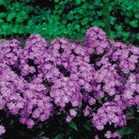 Phlox paniculata Nicky