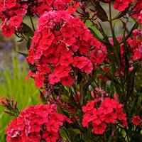 Phlox paniculata Red Riding Hood