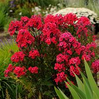 Phlox paniculata Red Riding Hood