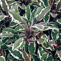 Salvia officinalis Tricolor