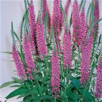 Veronica spicata Red Fox