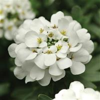 Iberis sempervirens Alexander's White