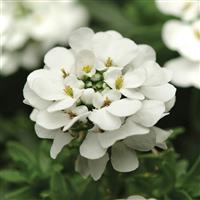 Iberis sempervirens Purity