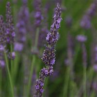 Lavandula intermedia Phenomenal<sup>®</sup>