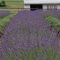 Lavandula intermedia Phenomenal<sup>®</sup>