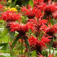 Monarda didyma Jacob Cline