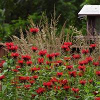 Monarda didyma Jacob Cline