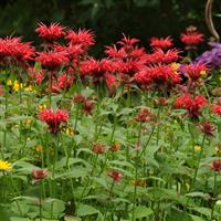 Monarda didyma Jacob Cline