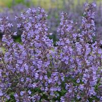 Nepeta faassenii Kitten Around