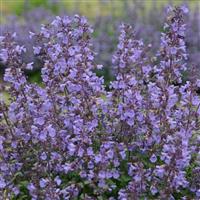 Nepeta faassenii Kitten Around