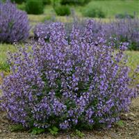 Nepeta faassenii Kitten Around