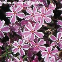 Phlox subulata Candy Stripe