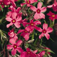 Phlox subulata Crimson Beauty