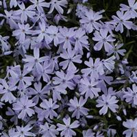 Phlox subulata Emerald Blue