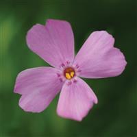 Phlox subulata Emerald Pink