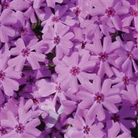 Phlox subulata Fort Hill