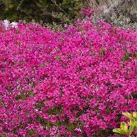 Phlox subulata Red Wings