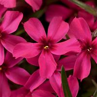 Phlox subulata Scarlet Flame