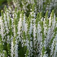 Salvia nemorosa Bumblesnow