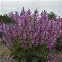 Salvia pratensis Fashionista<sup>®</sup> Moulin Rouge