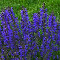 Salvia pratensis Fashionista<sup>®</sup> Midnight Model