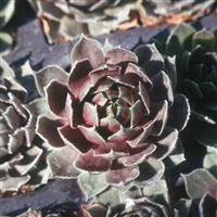 Sempervivum Commander Hay