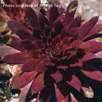 Sempervivum Royal Ruby