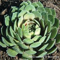 Sempervivum Ruby Heart