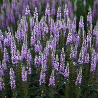 Veronica spicata Lavender Lightsaber