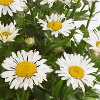 Leucanthemum x superbum Ooh La™ LaCrosse