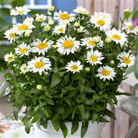 Leucanthemum x superbum Ooh La™ LaCrosse