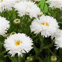 Leucanthemum x superbum Ooh La™ LaSpider