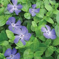 Vinca minor Bowles Cunningham