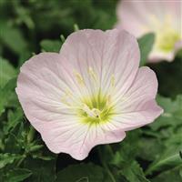 Oenothera berlandieri Siskiyou