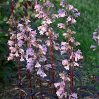 Penstemon digitalis Blackbeard