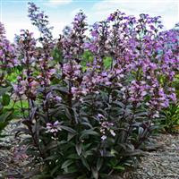 Penstemon digitalis Blackbeard