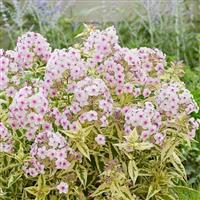 Phlox paniculata Norah Leigh