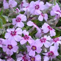 Phlox subulata Eye Candy