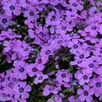 Phlox subulata Eye Shadow