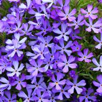 Phlox Violet Pinwheels